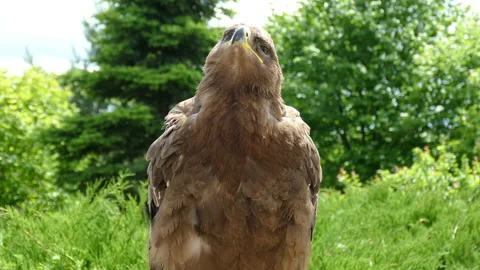 Eagle.Eagle. Flew down on the grass 動画素材 118247806