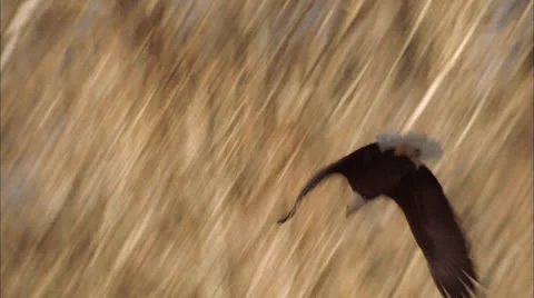 Eagle,flys,away,from tree,Co Stock Footage 27156606