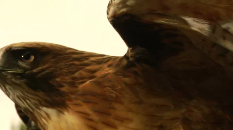 Eagle/Hawk stares at a distance. Stock Footage 33830396