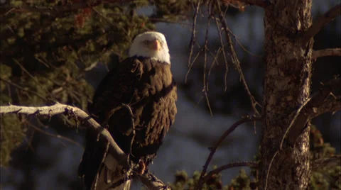 Eagle,head,sunny,sitting,looking,tree,Co Stock Footage 27347361