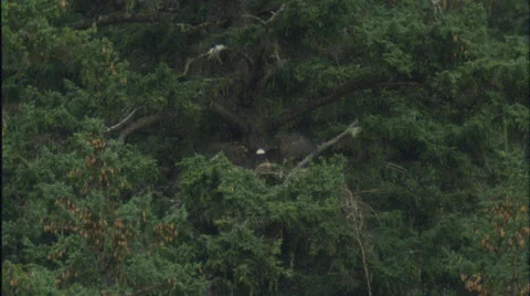 Eagle,lands nest,forest,Hains,Ak. Stock Footage 27348530