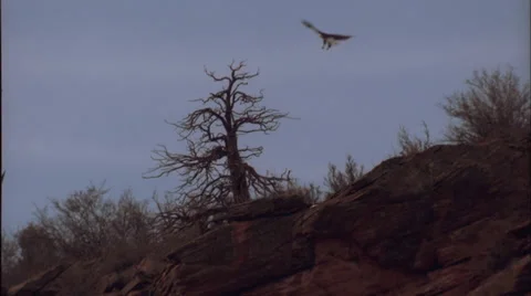 Eagle,lands,in tree,wide,Co. Stock Footage 27349284