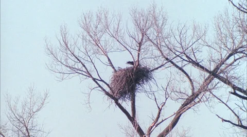 Eagle,nest wide,Silt,Co Stock Footage 27321749