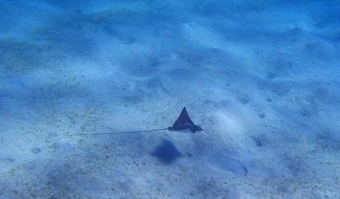 Eagleray Stock Photos