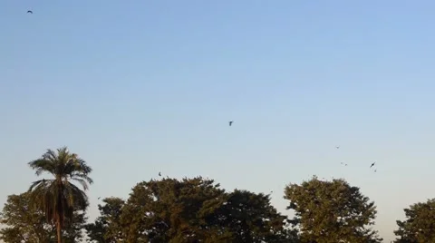 Eagles and crows leaving and flying over the trees Stock Footage 58852399
