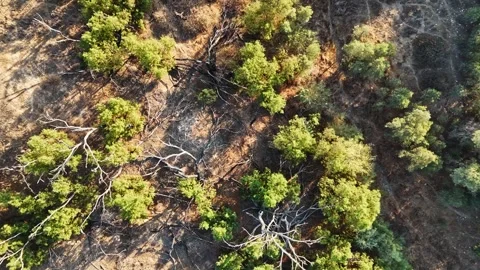 Eagles and kites soaring gracefully above treetops in a dense forest Stock Footage 293225004
