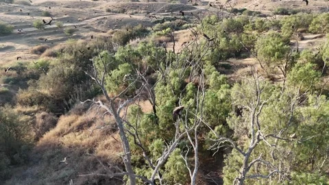 Eagles and kites soaring gracefully above treetops in a dense forest Stock Footage 293225039