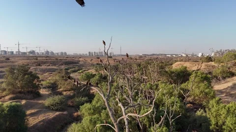 Eagles and kites soaring gracefully above treetops in a dense forest Stock Footage 293225420