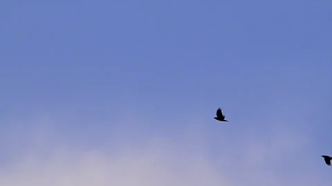 Eagles and ravens soaring overhead in blue sky, slomo Stock Footage 270103067