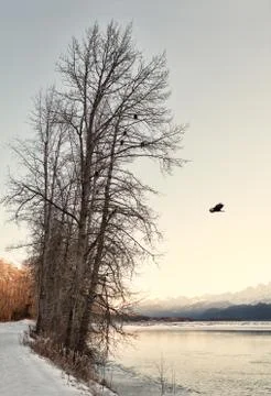 Eagles and trees Stock Photos