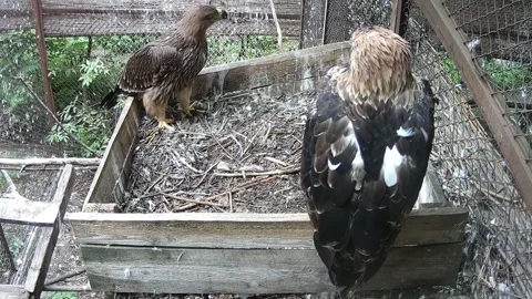 Eagles are waiting for another eagle with prey Stock Footage 159960518