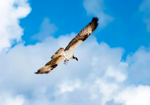 Eagle's attack Stock Photos