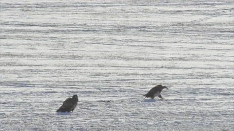 Eagles, bald, feed on carcass of dead coyote on a calving ground in winter Video stock 169372340