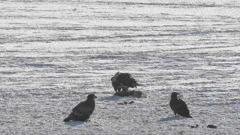 Eagles, Bald, three, compete for scavenging on carcass of dead coyote Stock Footage 169372327