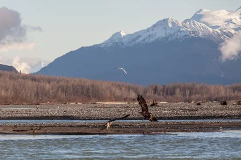 Eagles on the chilkat river Stock Photos