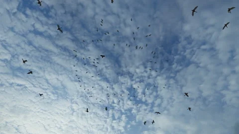 Eagles circles on top of bird flock and chases it away Vidéo 158731546