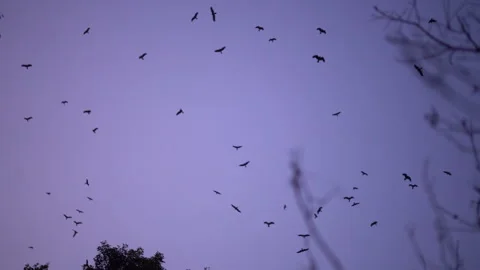 Eagles Circling Over Bare Trees in Purple Twilight Sky Stock Footage 325207780