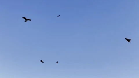 Eagles Dancing in the Sky Stock Footage 310007253