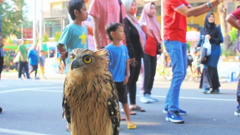Eagles on display outdoors to the audience Stock Footage 286403154