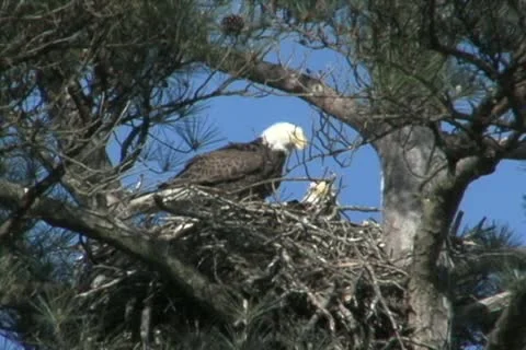 Eagles eating 스톡 동영상 10907996