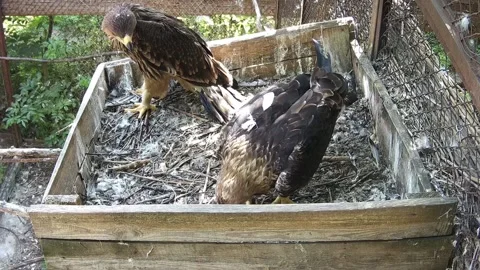 Eagles eating on the neast Stock Footage 157967900