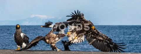 Eagles in fight. Two Juvenile Steller's sea eagle in fight for prey. Stock Photos