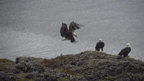 Eagles fighting Video stock 247281489