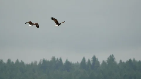 Eagles In Flight, Bald Eagles Video stock 109331402
