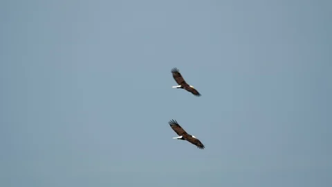 Eagles In Flight Video stock 109333203