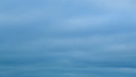 Hawk Flying High Stock Videos – Royalty-Free HD & 4K Videos