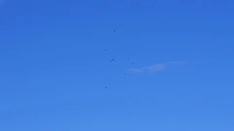 Eagles flying around in the sky Stock Footage 108516404