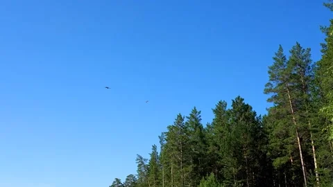 Eagles flying over the forest Video stock 144042067