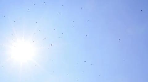 Eagles flying in the sky Stock Footage 59188854