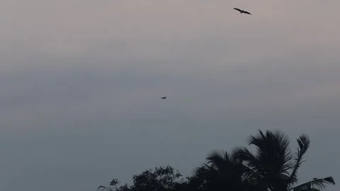 Eagles flying in sky Stock Footage 320334093