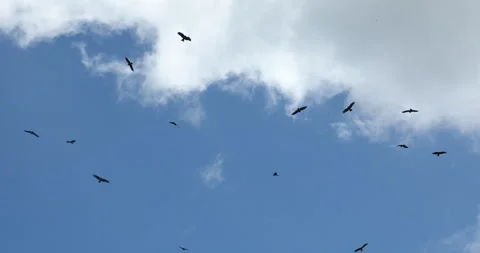 Eagles flying in sky Stock Footage 320360739