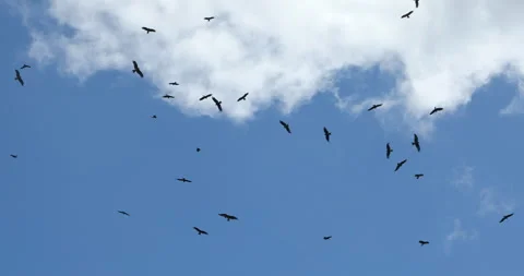 Eagles flying in sky Stock Footage 320360746