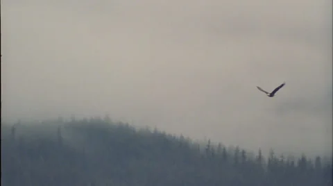 Eagles, flying,Alaska, Stock Footage 27343610