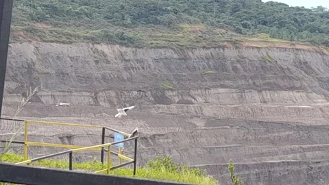 Eagles Stock Footage 220694464