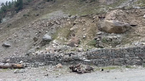 Eagles Stock Footage 320216352