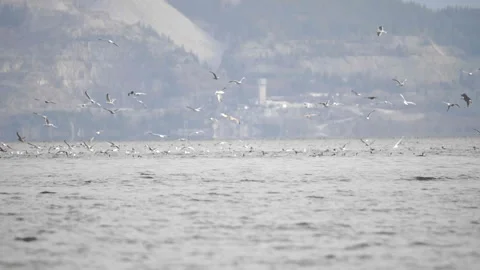 Eagles, gulls and duck diving for herring at distance Stock Footage 269955124
