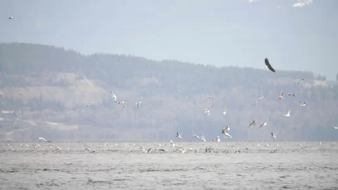 Eagles, gulls and duck diving for herring at distance Stock Footage 269956674