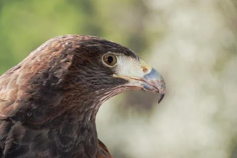 Eagle's head Stock Photos