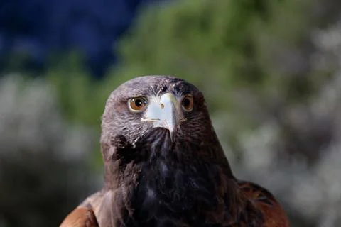 Eagle's head Stock Photos