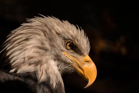 Eagle's head in profile. Sharp yellow eagle beak. Eagle look. Stock Photos