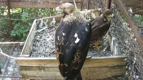 Eagles just sit in the nest Stock Footage 157587587