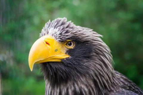 The eagle's look, looking forward Stock Photos
