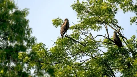 Eagles on Neem Tree Foto stock