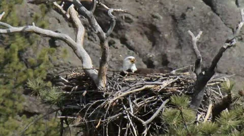 Eagles nest Stock Footage 22322467