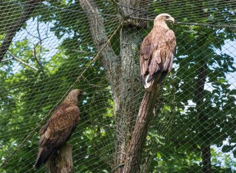Eagles Stock Photos