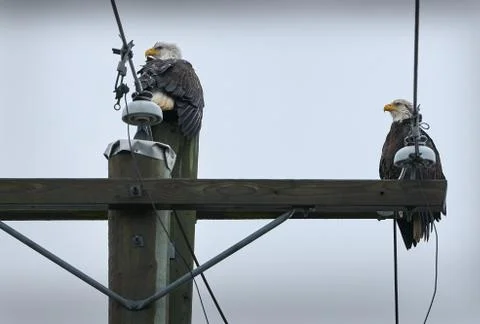 Eagles Power Pole 写真素材